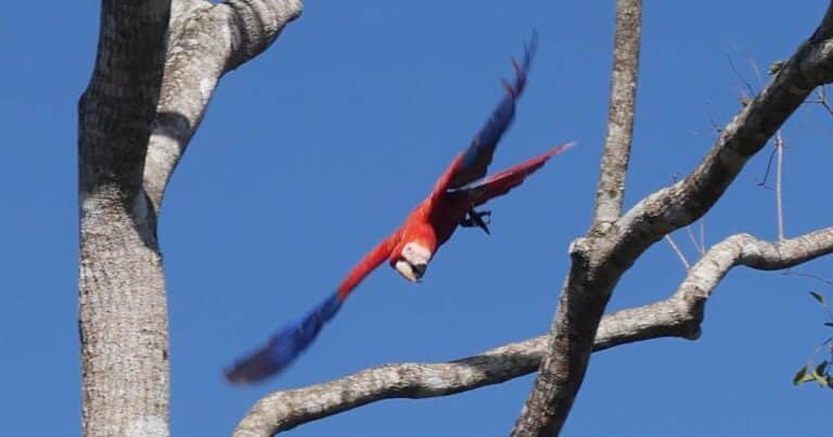 Read more about the article Faszinierende Tiere in Costa Rica – Orte & Tipps zur Tierbeobachtung