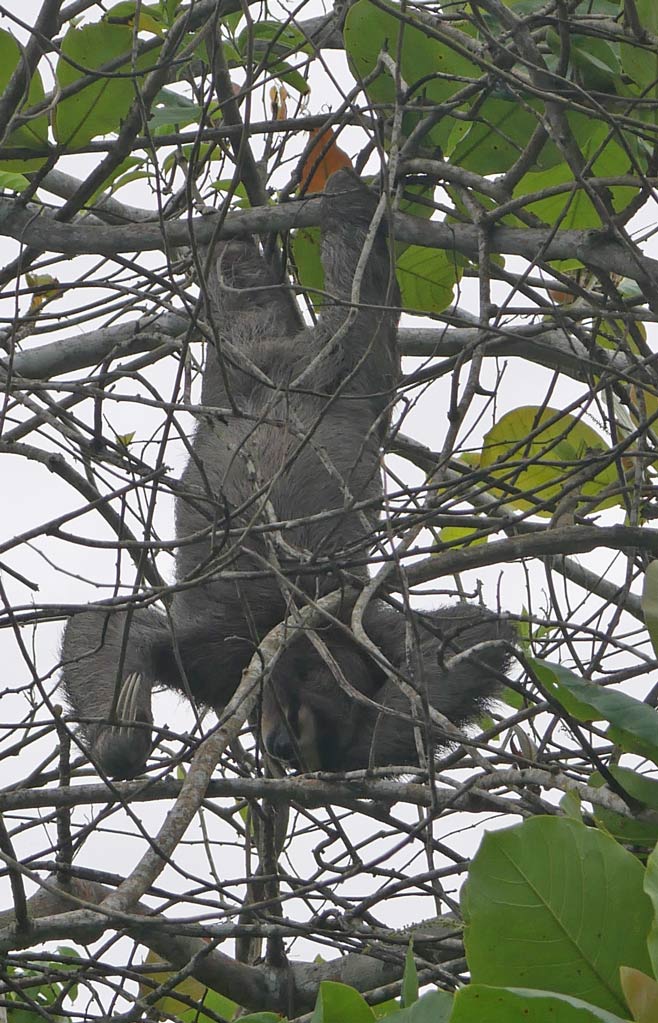 faultier costa rica tiere