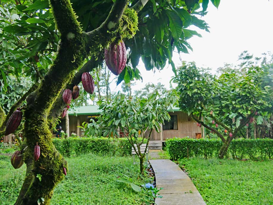 Costa Rica Rundreise - Diese 9 Etappen dürft ihr nicht verpassen! kakaoplantage costa rica rundreise
