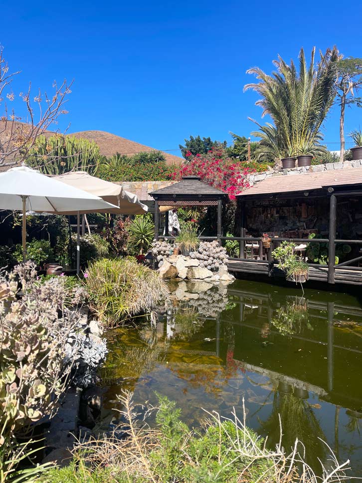 14+ Fuerteventura Sehenswürdigkeiten für den Familienurlaub begrüntes restaurant mit teich auf fuerteventura