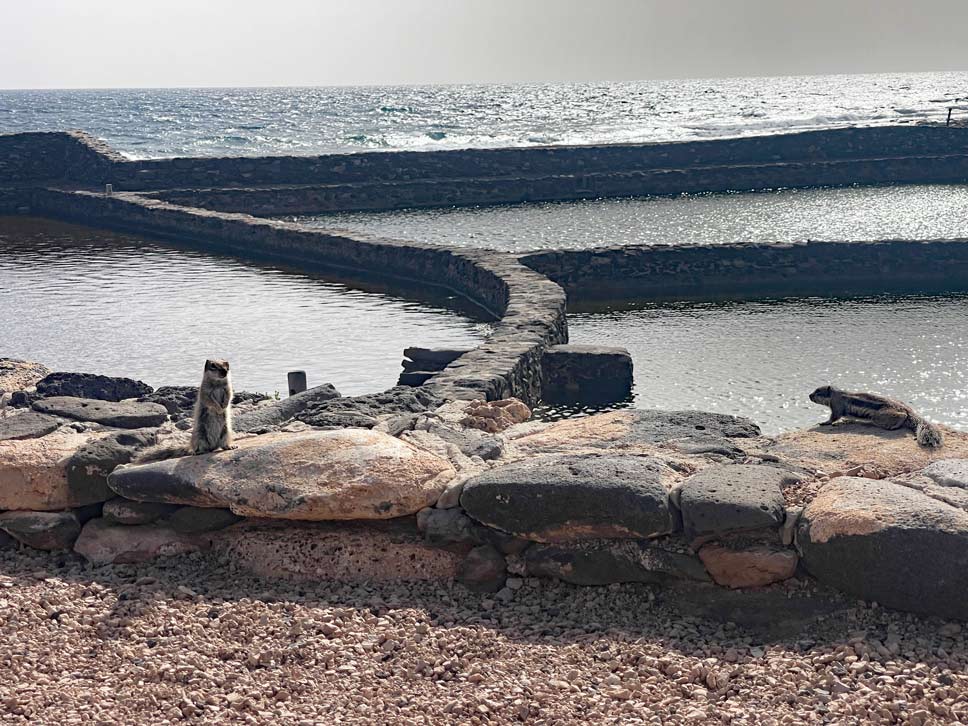 14+ Fuerteventura Sehenswürdigkeiten für den Familienurlaub hörnchen-am-salzbecken-der-saline-auf-fuerteventura