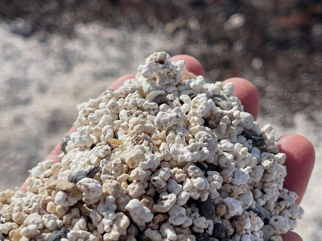 Unsere Top 11 Strände auf Fuerteventura sandkoerner-die-wie-popcorn-aussehen-auf-fuerteventura