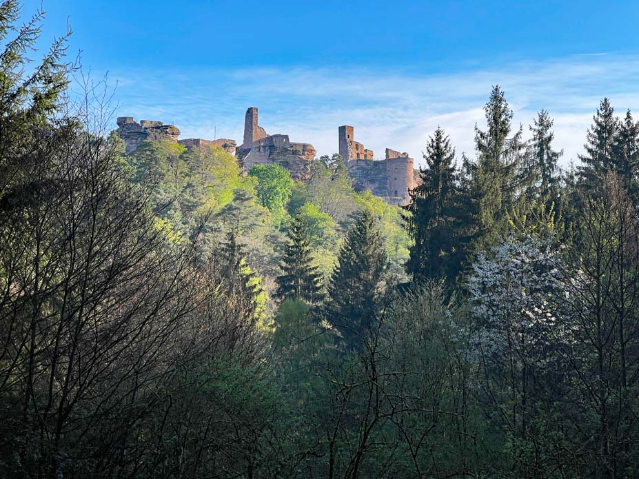 Wandern im Dahner Felsenland 🥾 7+ Tipps burgmassiv altdahn über dem dichten wald