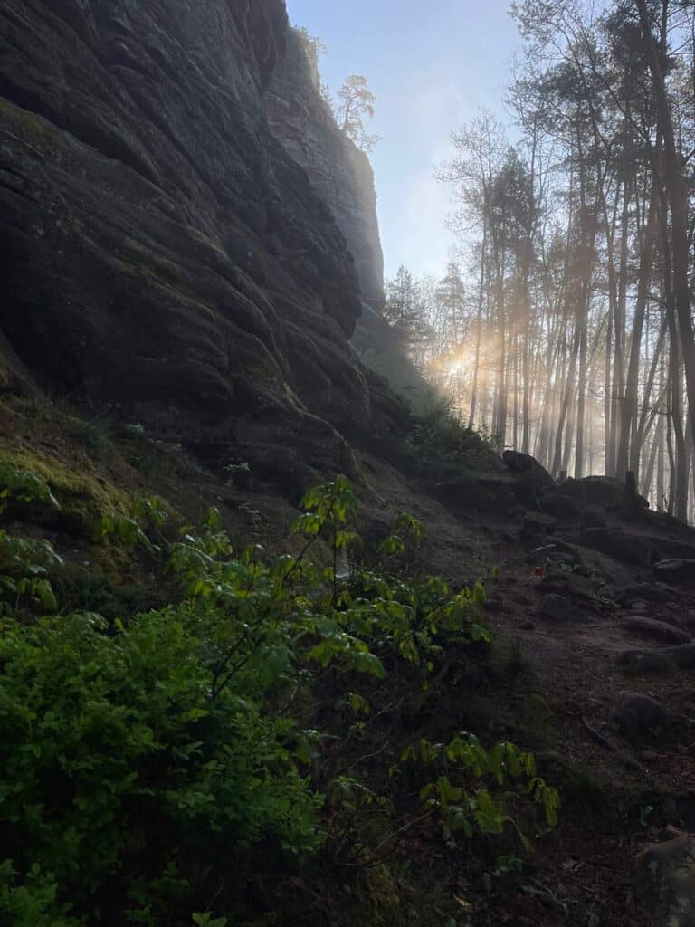 Wandern im Dahner Felsenland 🥾 7+ Tipps morgenlicht scheint sanft durch den nebligen wald