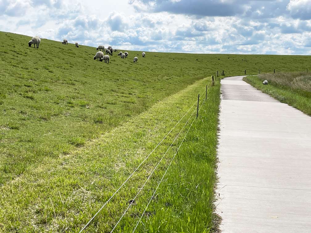 Dangast - Kurzurlaub am Jadebusen spazierweg in dangast hinter dem deich mit schafen auf der wiese