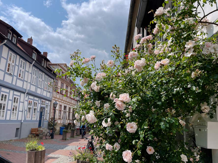 Hildesheim Sehenswürdigkeiten - Fachwerk, Duftrosen und Weltkulturerbe – Ein Tag in Hildesheim blühende rosen in hildesheim im hintergrund fachwerkhäuser