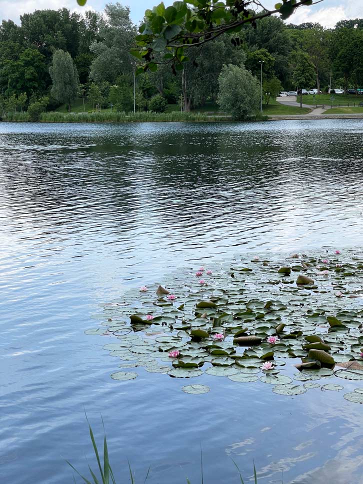 Hildesheim Sehenswürdigkeiten - Fachwerk, Duftrosen und Weltkulturerbe – Ein Tag in Hildesheim hohnsensee-hildesheim-mit-seerosen-und-im-hintergrund-stellplatz-für-wohnmobile