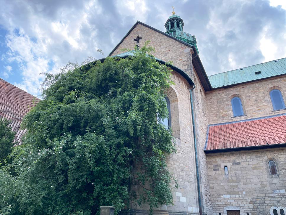 Hildesheim Sehenswürdigkeiten - Fachwerk, Duftrosen und Weltkulturerbe – Ein Tag in Hildesheim tausendjaehriger rosenstock hildesheim dom