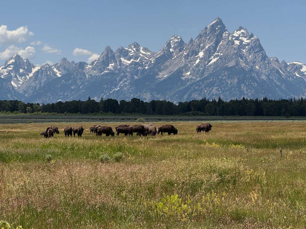 bison herde vor bergkette grand teton