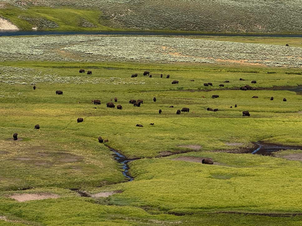 USA Rundreise Denver - mit Yellowstone Nationalpark hayden valley bisonherde yellowstone