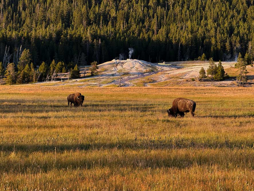 bisons im geothermalen gebiet bei old faithful im yellowstone