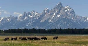 Mehr über den Artikel erfahren USA Rundreise Denver – mit Yellowstone Nationalpark