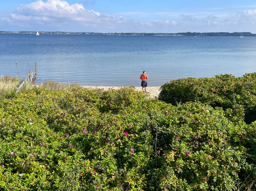 büsche und dahinter strand auf der halbinsel holnis