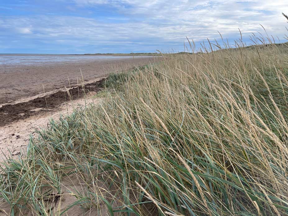 dünen am strand auf holy island