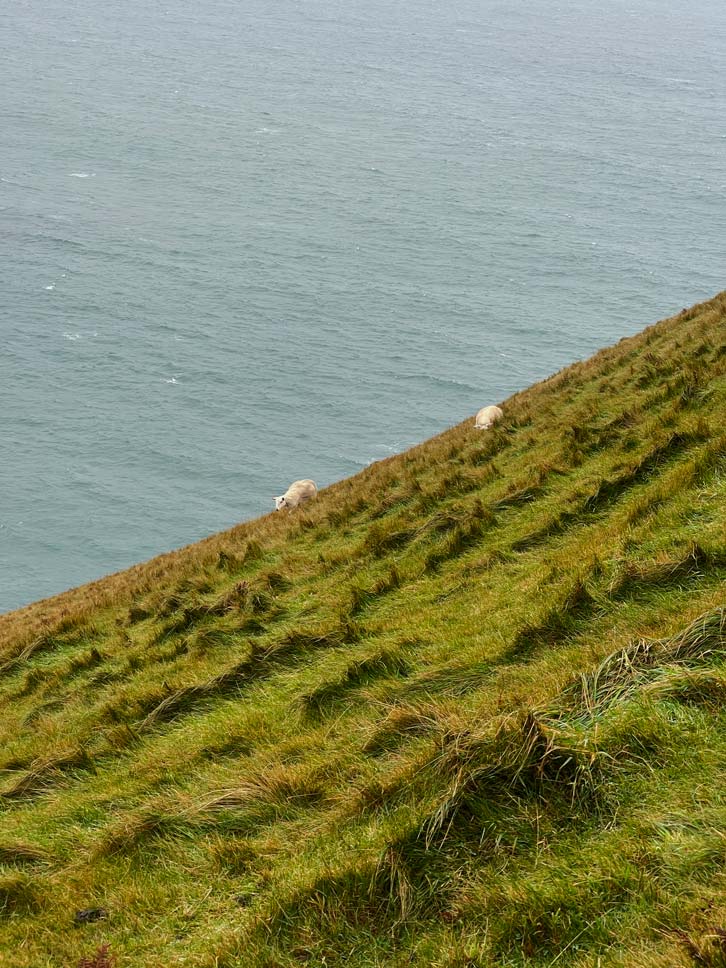 schafe am hang vor küste auf isle of skye