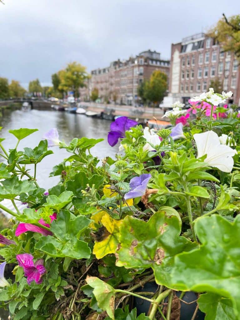 Die Sehenswürdigkeiten in Amsterdam in 3 Tagen blühende blumen am kanal in amsterdam