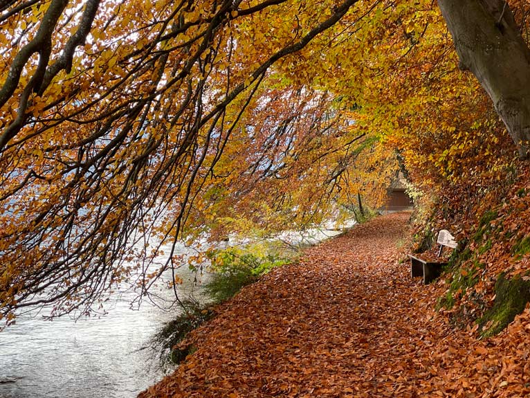 seeuferweg am thunersee mit gelben blättern an den bäumen im herbst