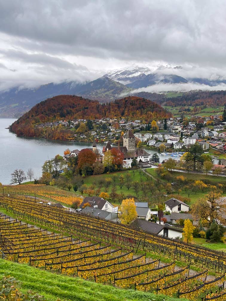 herbstliches spiez blick auf burg über weinberge und thunersee