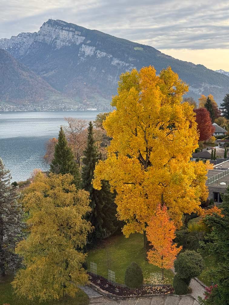 baum mit gelben blättern am thunersee