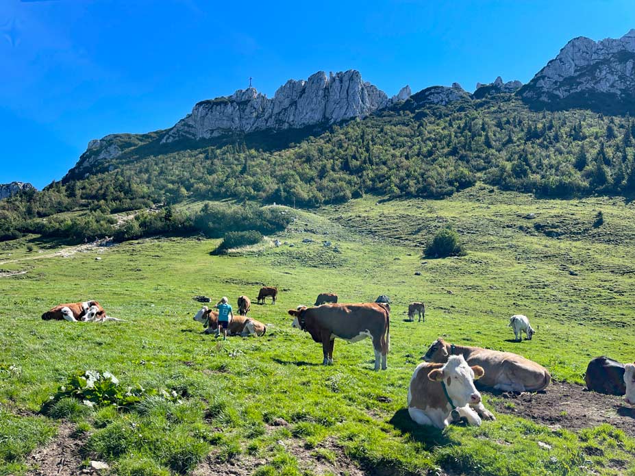 kühe vor der kampenwand im chiemgau
