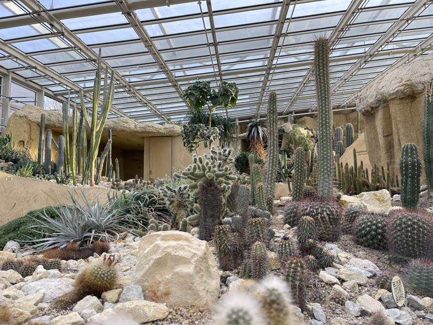 kakteen im wüstenhaus danakil in erfurt