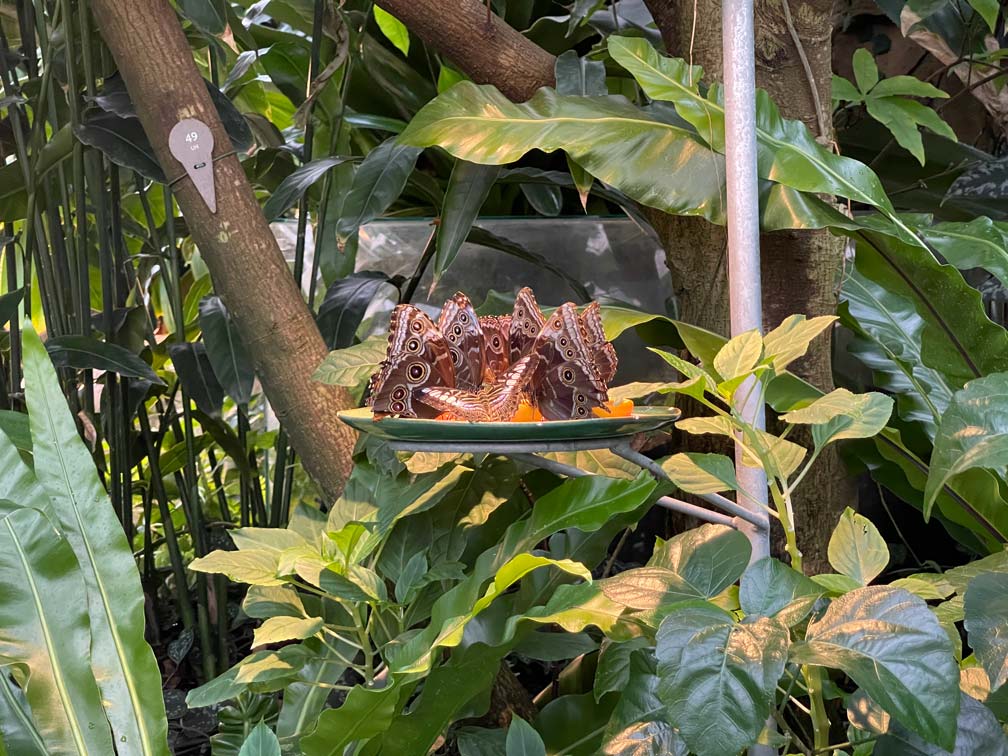 schmetterlinge im tropenhaus danakil im egapark