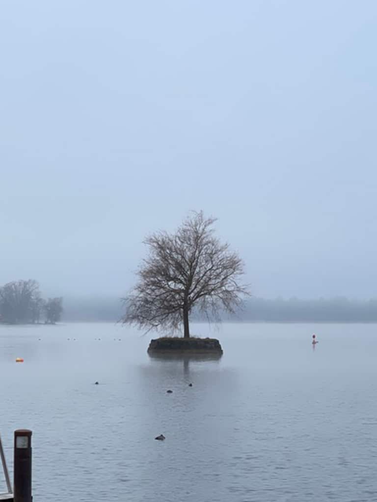 einsamer baum im chiemsee