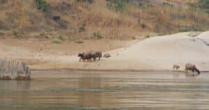 Mehr über den Artikel erfahren Slowboat nach Luang Prabang: Unsere Erfahrungen, Tipps & Ablauf der Mekong-Fahrt