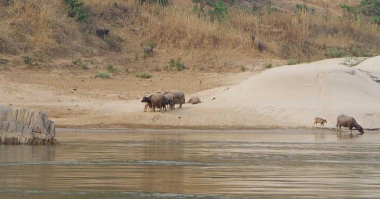 Mehr über den Artikel erfahren Slowboat nach Luang Prabang: Unsere Erfahrungen, Tipps & Ablauf der Mekong-Fahrt
