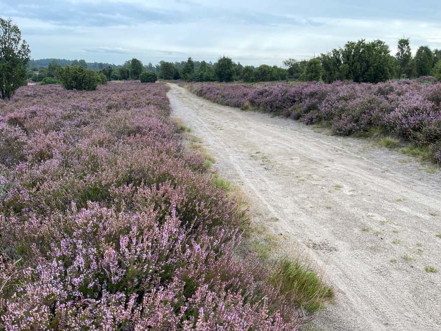 wanderweg zwischen bluehenden heidefeldern entlang