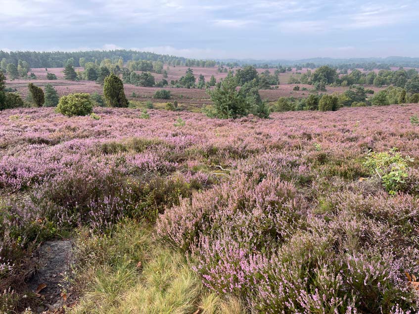 weite landschaft mit heideblüte