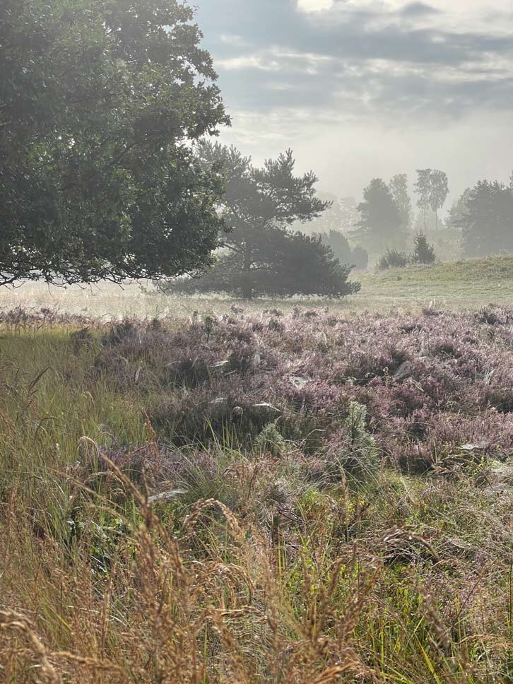 bluehende heide im nebel