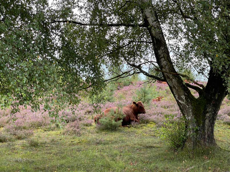 heidebluete wanderungen