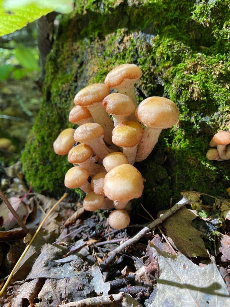 herbst neuengland white mountains
