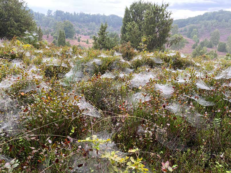 spinnennetze in den heidepflanzen