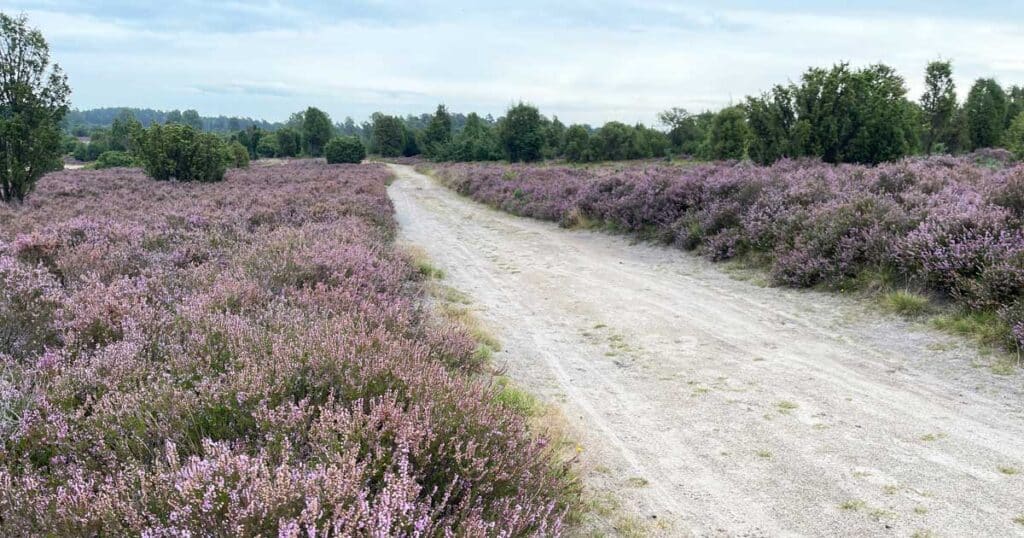 weg zwischen bluehender heide