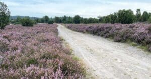 Mehr über den Artikel erfahren Heideblüte in der Lüneburger Heide: Wandern & Campen zwischen Wilseder Berg und Totengrund