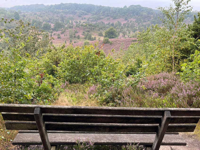 sitzbank mit blick in bluehende heide
