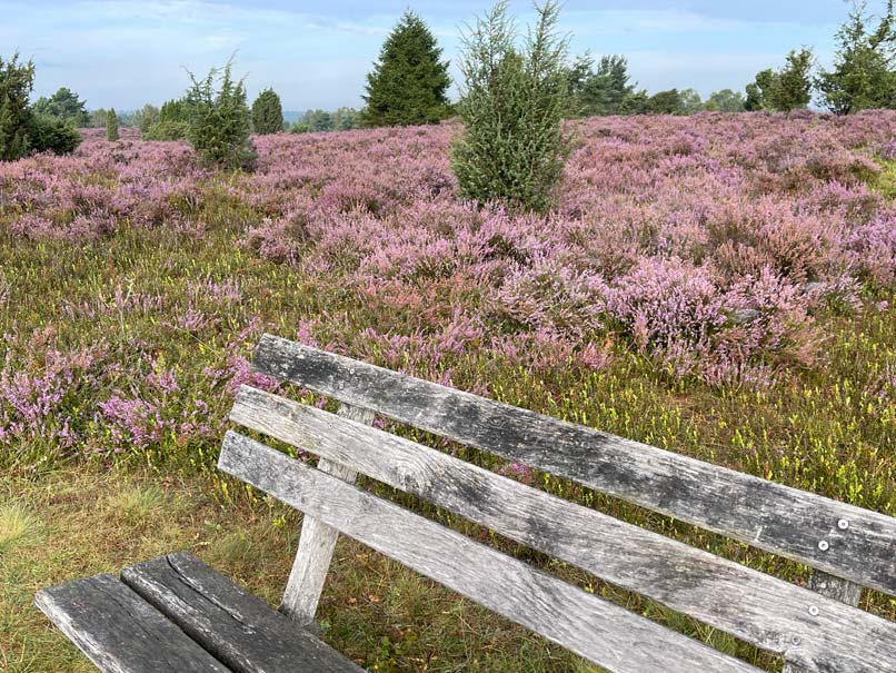 sitzbank neben blühender heide