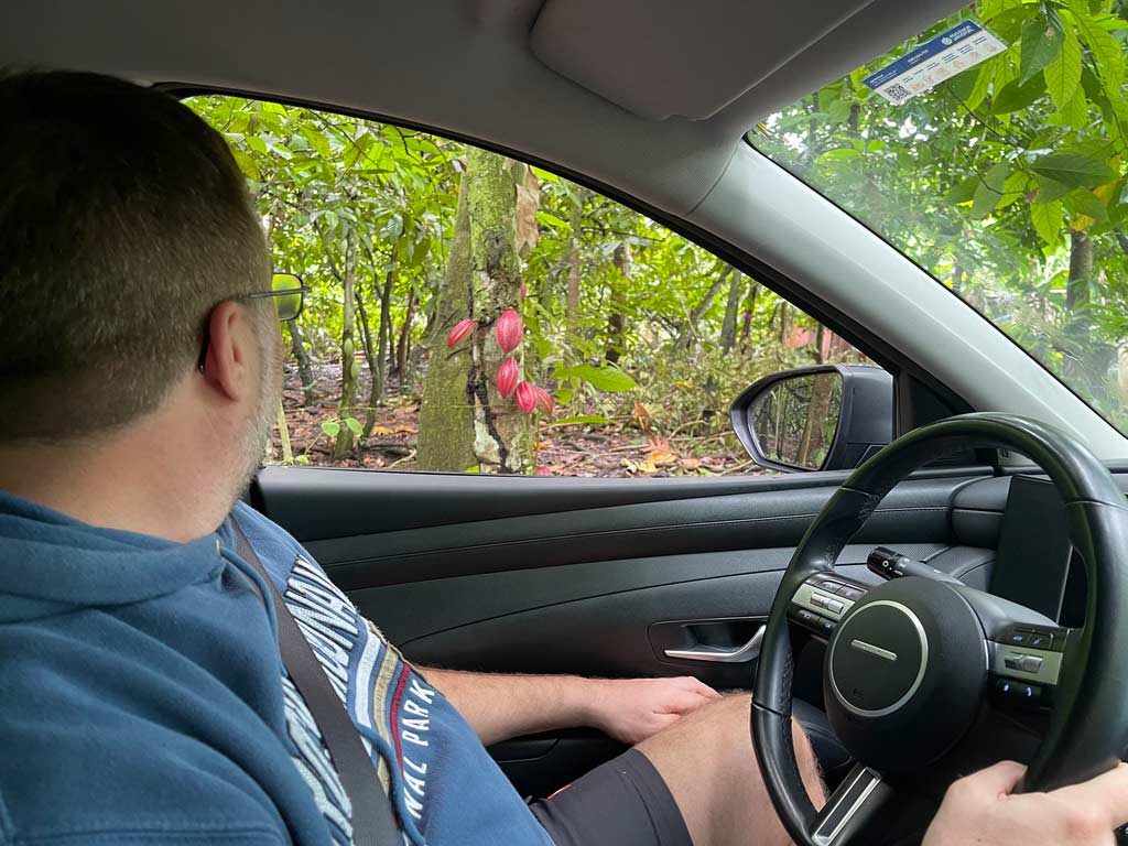 mann an steuer im mietwagen in der dom rep vorm fenster kakaobohnen