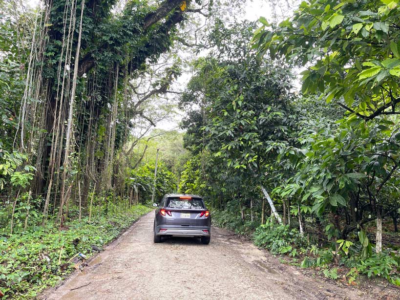 mietwagen in der dominikanischen republik auf weg zwischen kakaobäumen und tropischer vegetation