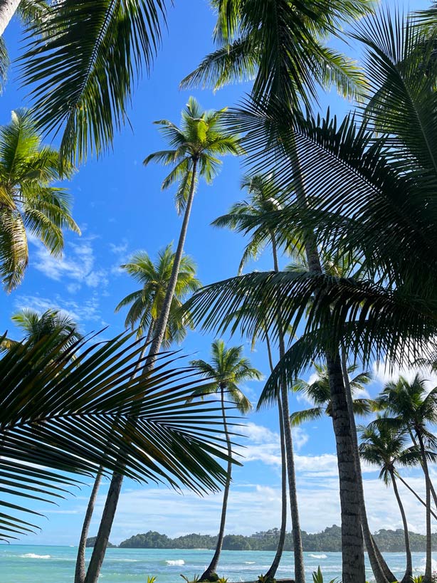 palmen am strand in der dom rep