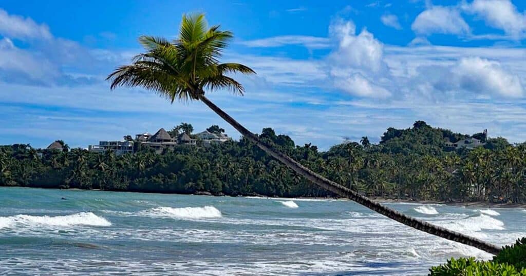 palme über meer auf der halbinsel samana