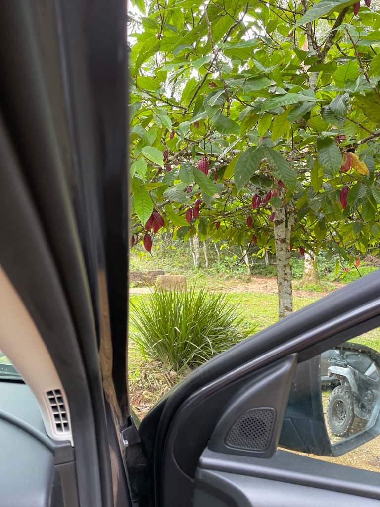 blick aus auto auf kakaobaum mit roten früchten