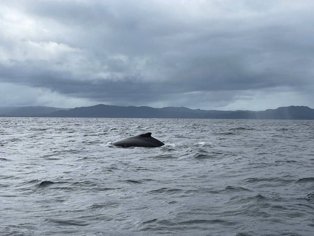 whale watching dominkanische republik