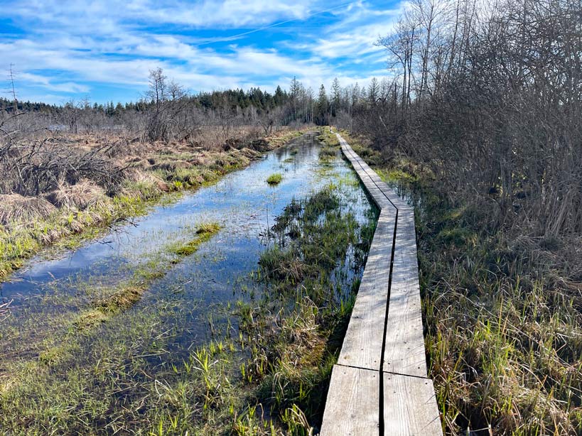 bohlenpfad durch moor im allgäu