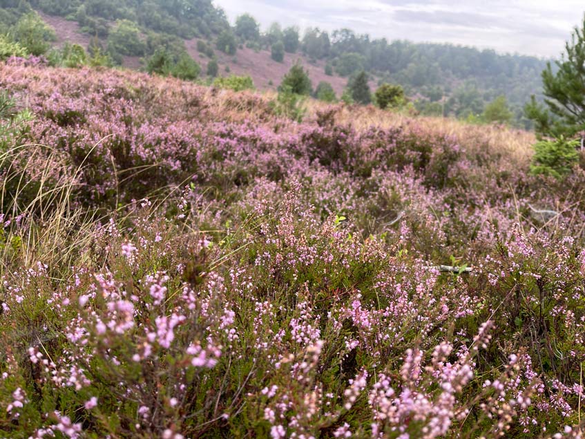 blühende heide in der lüneburger heide