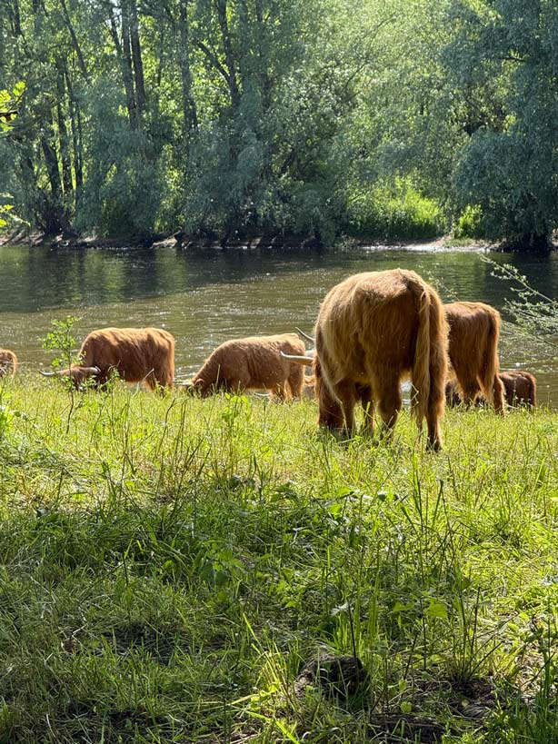schottische hochlandrinder an der weser
