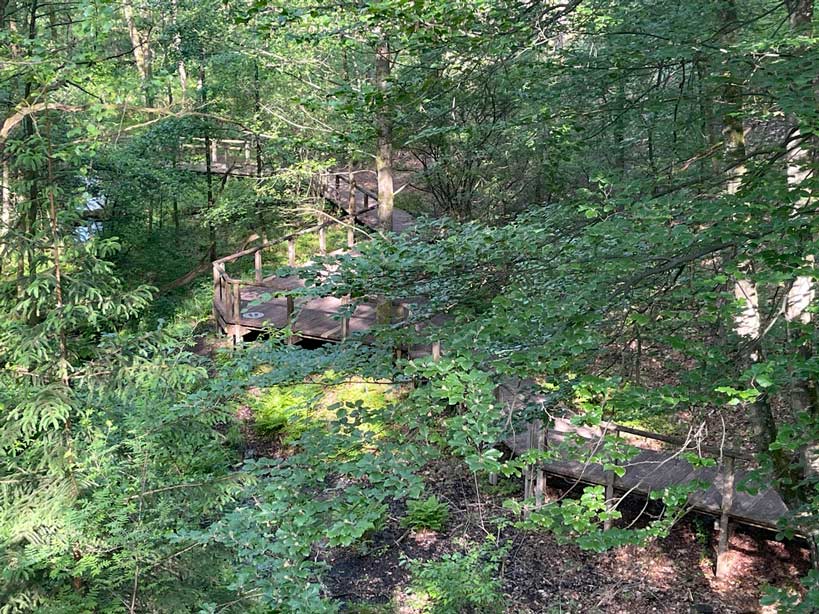 blick durch blätterdach auf holzstege der emsquelle
