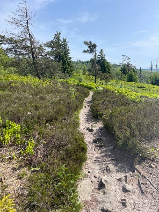 pfad auf dem velmerstot durch Heide